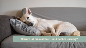 Banner Warum ist mein älterer Hund nachts unruhig Eine vollständige Anleitung und 11 Schritte zur Lösung des Problems