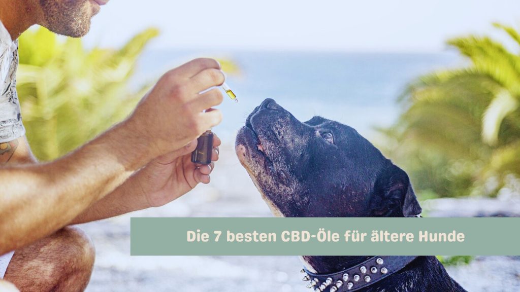 Die 7 besten CBD-Öle für ältere Hunde – Testsieger 2024