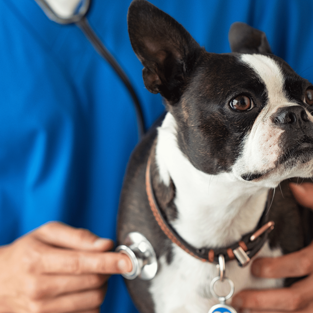 dog in the veterinary