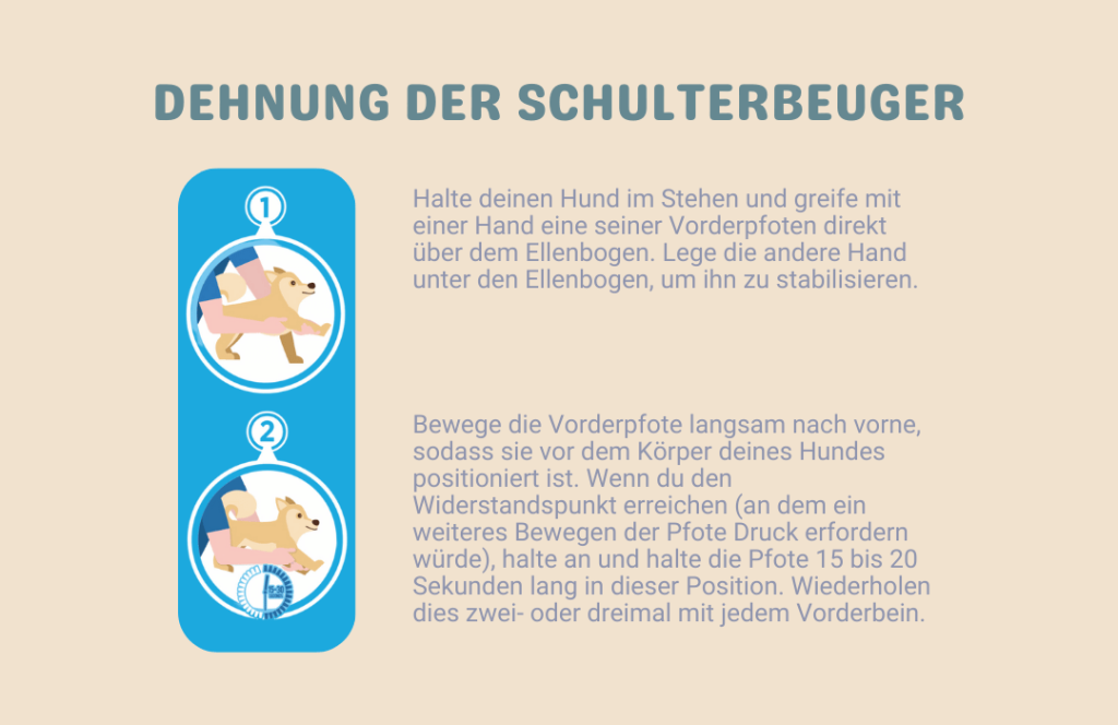 Schulterbeuger-Dehnung