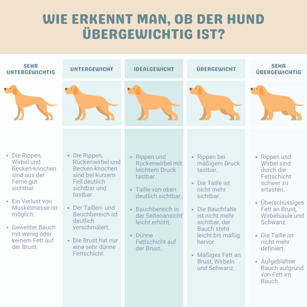 Wie erkennt man, ob der hund übergewichtig ist?