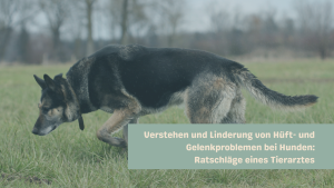 Verstehen und Linderung von Hüft- und Gelenkproblemen bei Hunden: Ratschläge eines Tierarztes