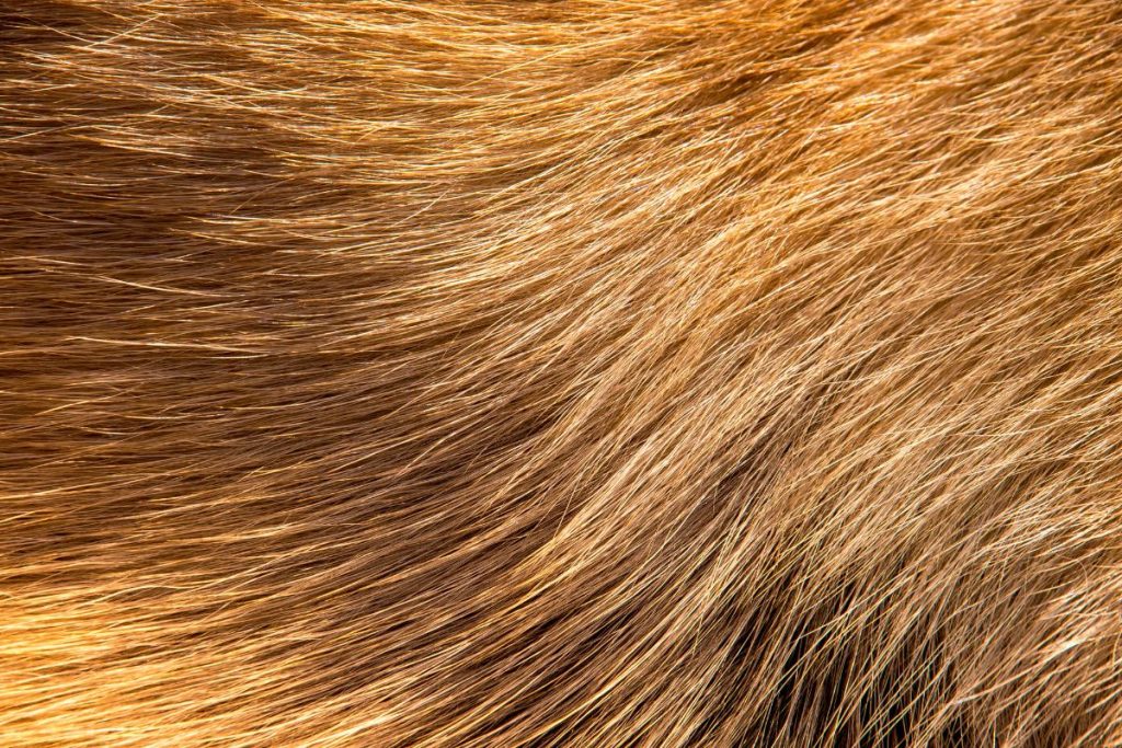 Formula Completa RevitaPel