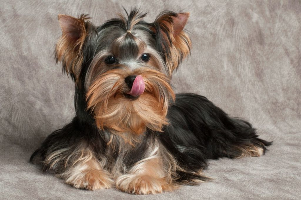 ALTA PALATABILIDAD PARA PERROS CON POCO APETITO_