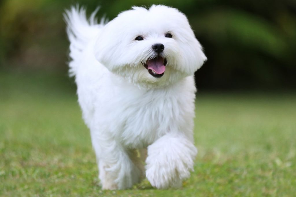 APETITO Y ENERGÍA EN PERROS RENALES