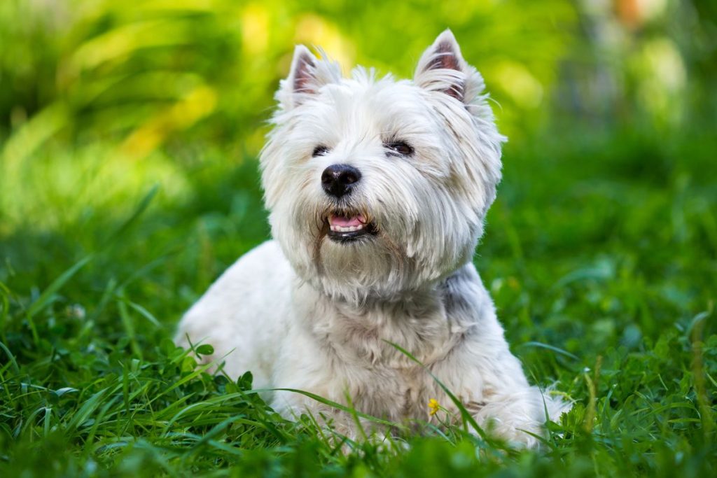 FÓRMULA HIPOALERGÉNICA - WESTLAND TERRIER